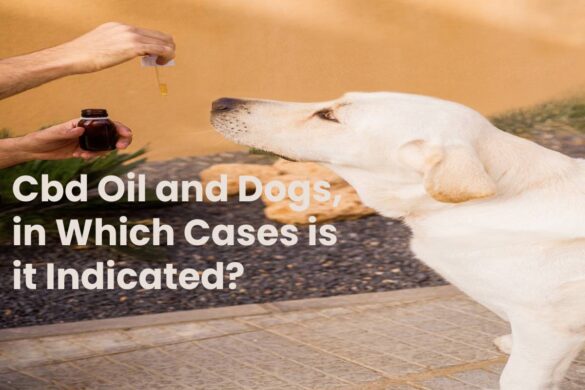 Cbd Oil and Dogs, in Which Cases is it Indicated?