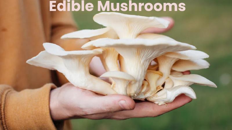 Edible Mushrooms