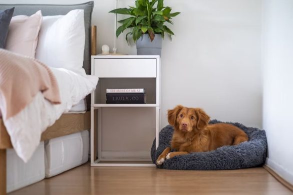 Dog bed