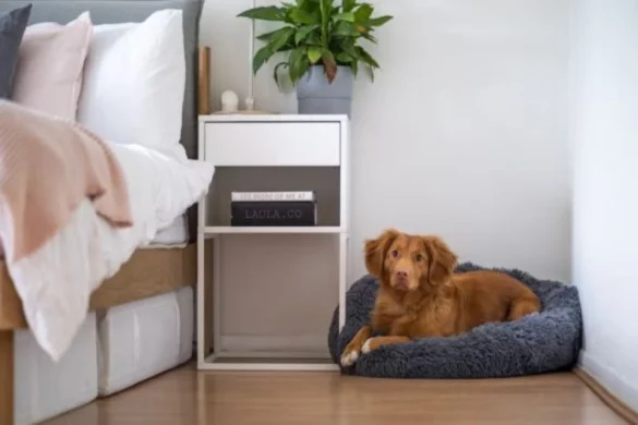 Looking to Buy a Bed for Your Dog_